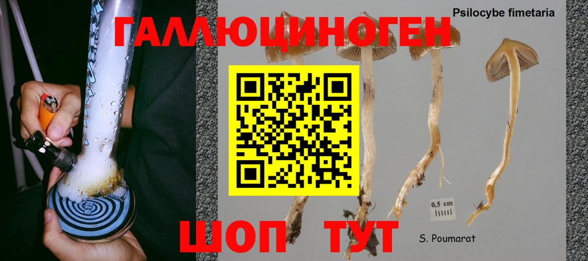 Галлюциногенные грибы прущие грибы Великий Устюг